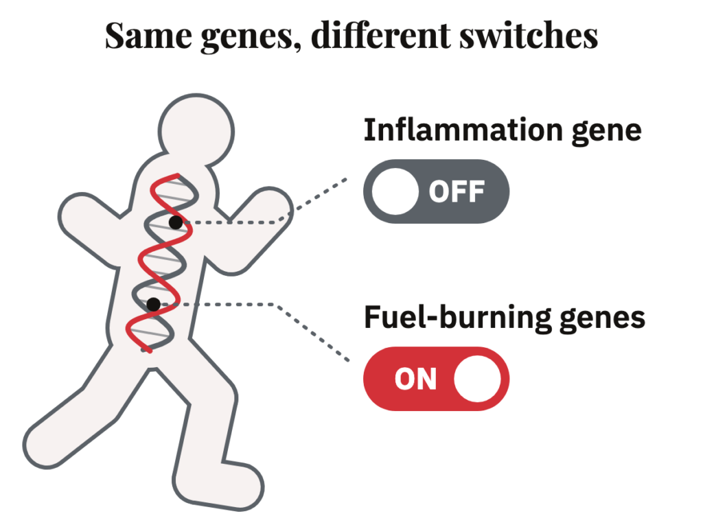 A runner's outline with a DNA strand inside, where the inflammation gene switch is turned off and the fuel-burning genes switch is turned on.