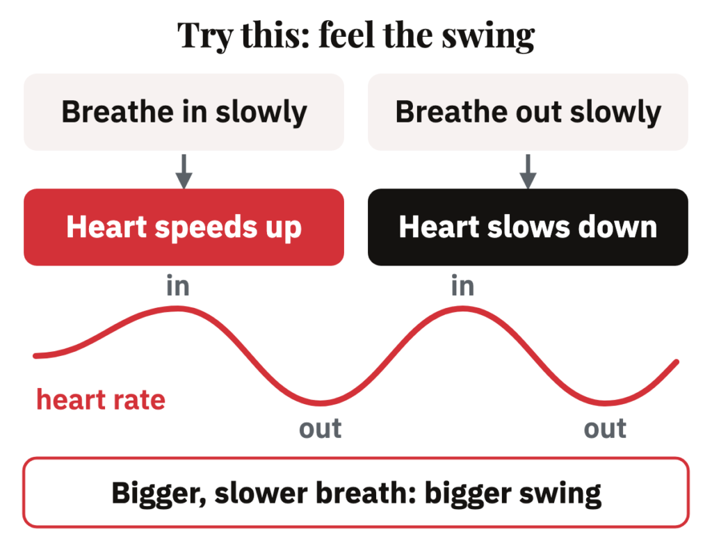 Breathe in slowly and the heart speeds up; breathe out slowly and it slows down, drawn as a heart-rate line that rises and falls with each breath.