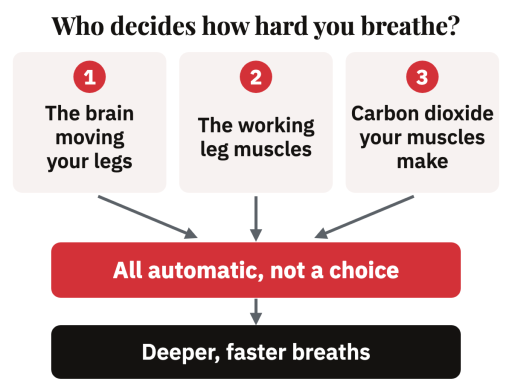 Three automatic signals, from the part of the brain that moves your legs, the working leg muscles and carbon dioxide, drive deeper, faster breaths on a run.