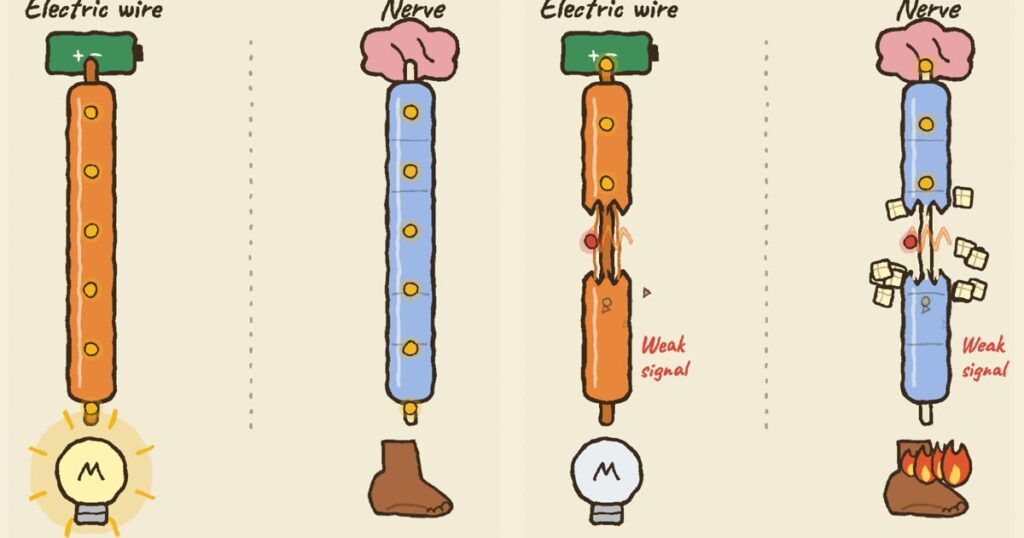 A wire and a nerve drawn side by side, whole on the left and with a break in the cover on the right. Made with AI.
