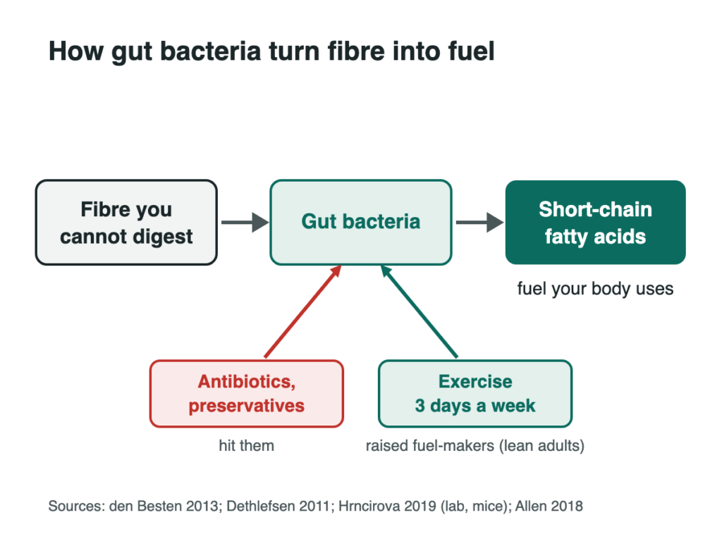 Diagram: fibre goes to gut bacteria, which make short-chain fatty acids, fuel for your body. Antibiotics and preservatives hit the bacteria; regular exercise raised the fuel-making ones.