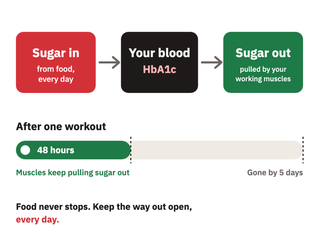 Diagram of the sugar equation: sugar in from food, your blood and HbA1c in the middle, sugar out through working muscles, and 48 hours after one workout