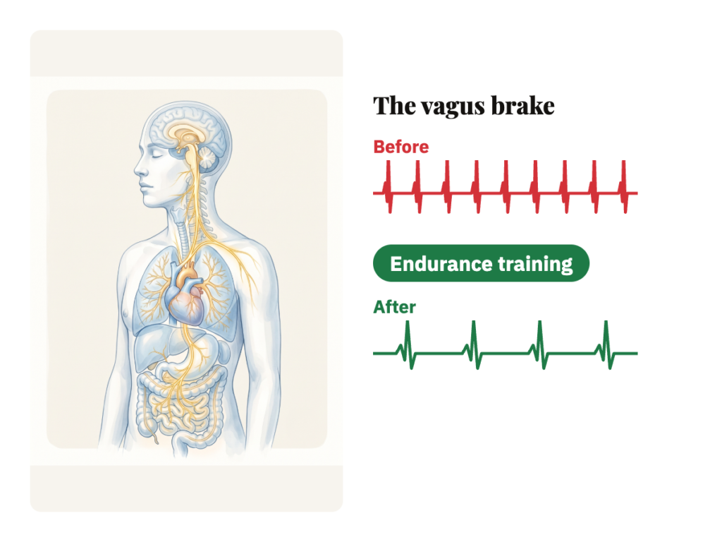 The vagus nerve from brain to heart, lungs and gut. Beside it, a fast red heart line turns slow and green after Endurance training.