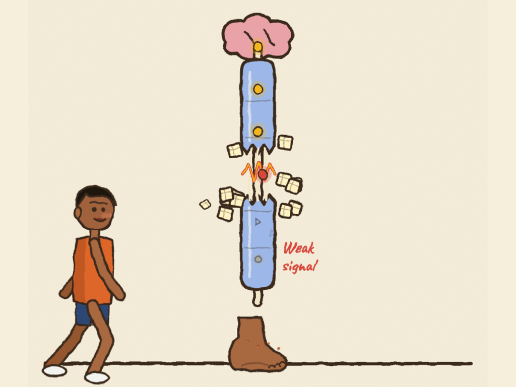 A nerve with a break in its cover and sugar cubes around it, and a walker whose legs pull the cubes away.